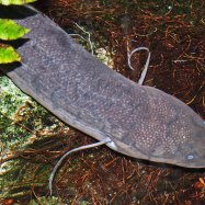 South American Lungfish