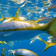 Yellowtail Catfish