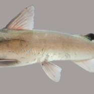 Hardhead Catfish
