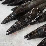Black Scabbardfish