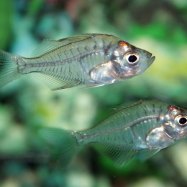 Asiatic Glassfish
