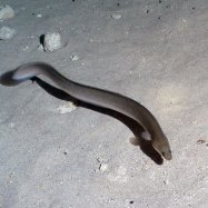 Earthworm Eel
