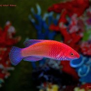 Red Velvetfish