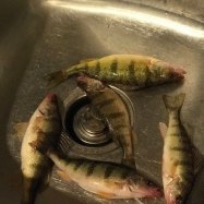 Yellowbanded Perch