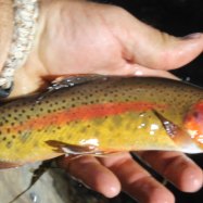 Mexican Golden Trout