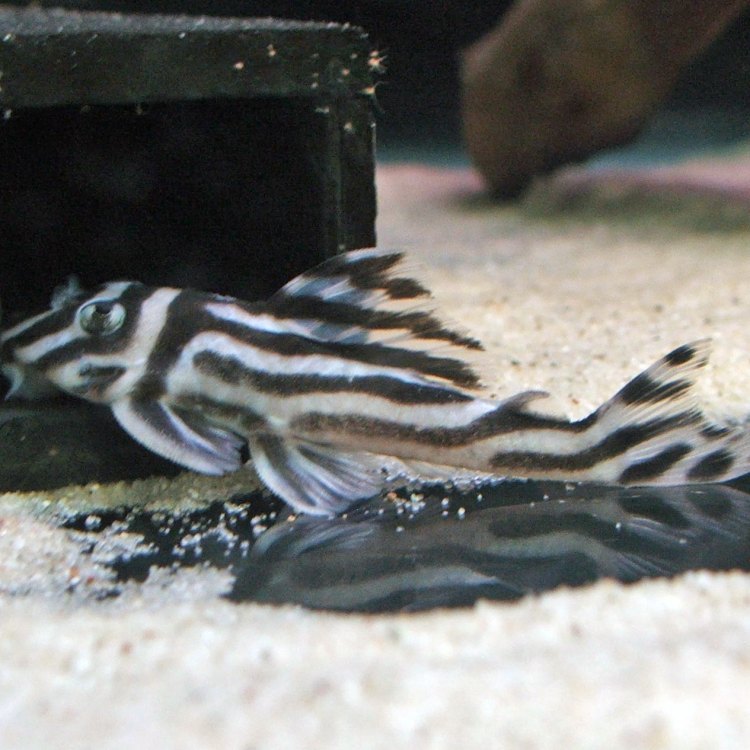 Zebra Pleco
