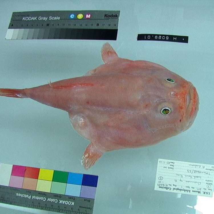 Coffinfish