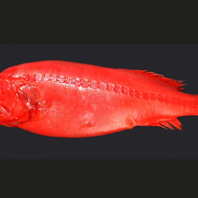 Redmouth Whalefish