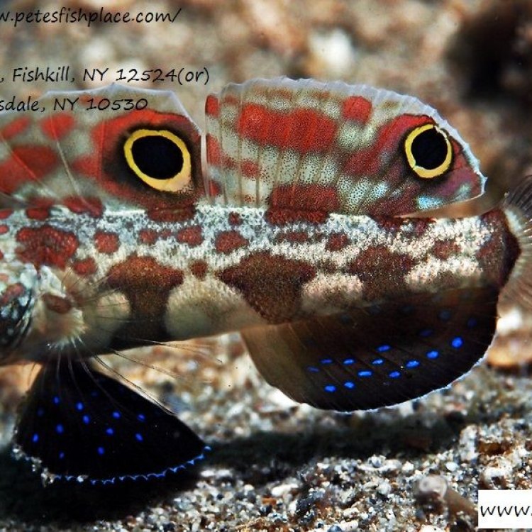 Two Spotted Goby