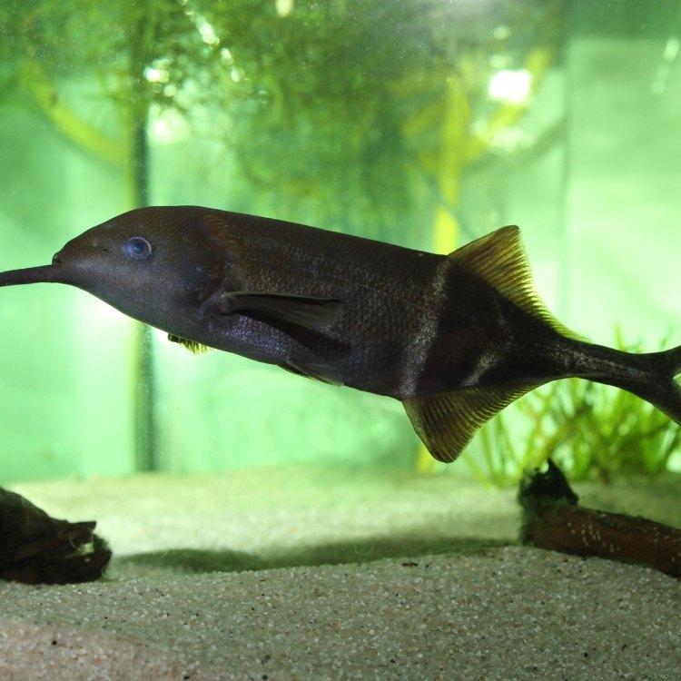 Peters Elephantnose Fish