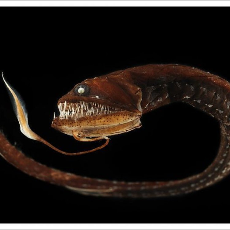 Ribbon Sawtail Fish