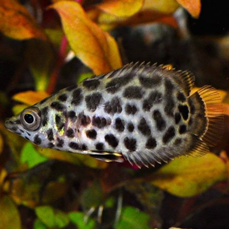Spotted Climbing Perch