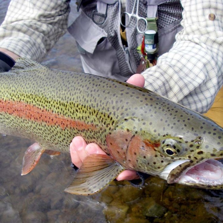 Pacific Trout