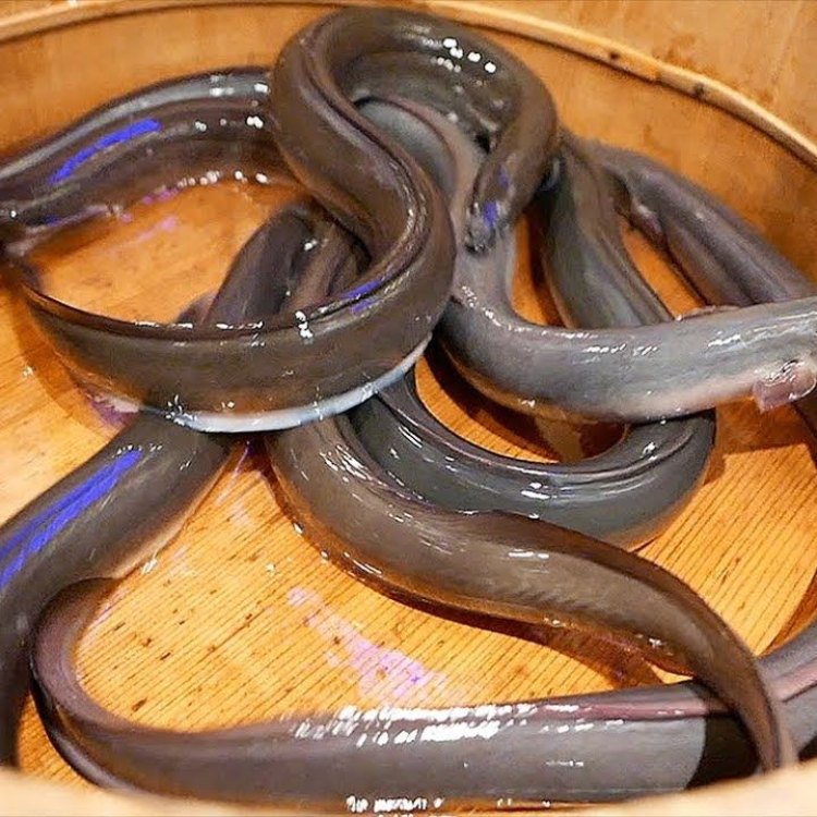Japanese Eel