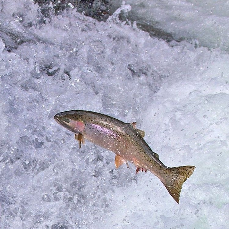 Pacific Trout