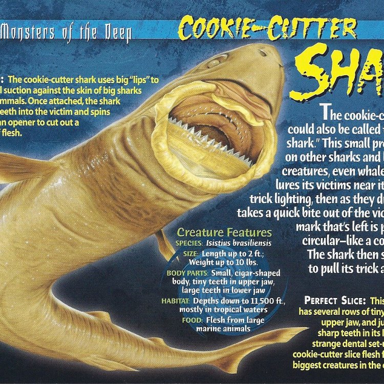 Cookiecutter Shark