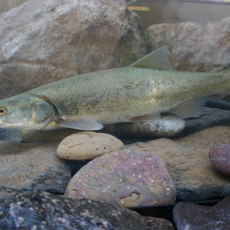 Colorado Squawfish