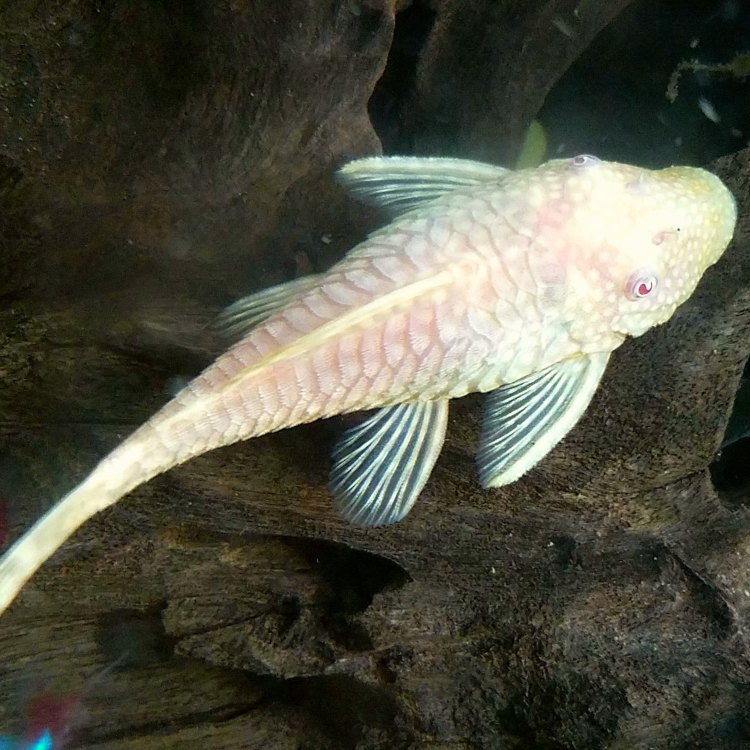Bristlenose Catfish
