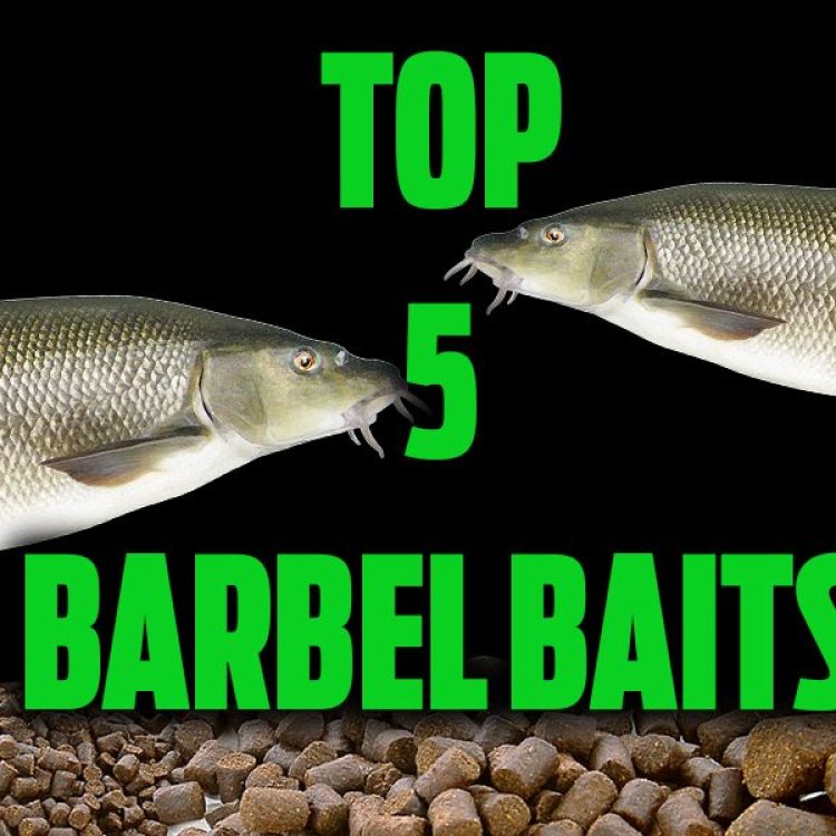Barbel Less Catfish