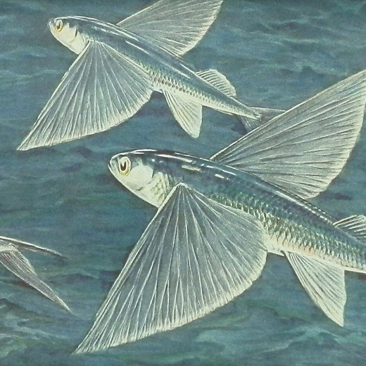 California Flyingfish