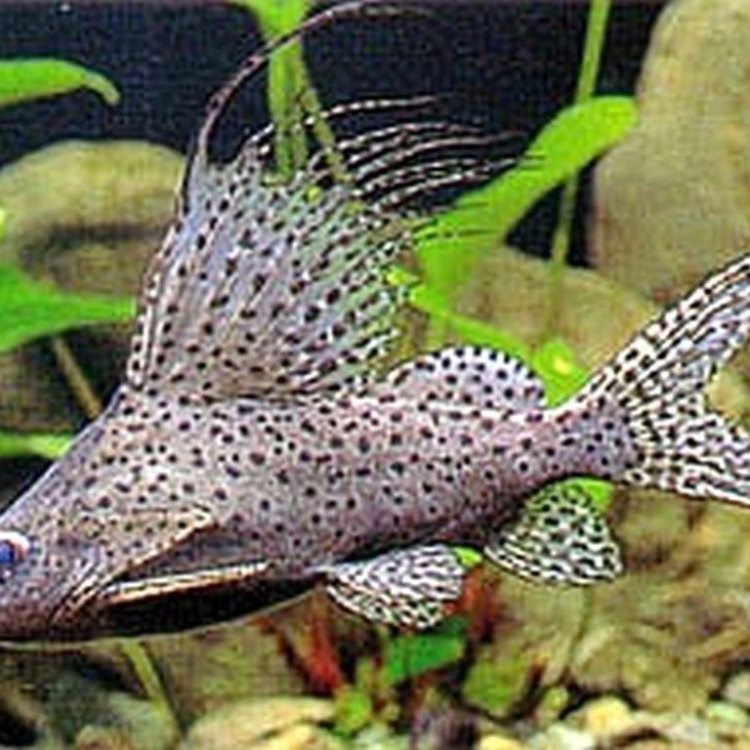 Thorny Catfish
