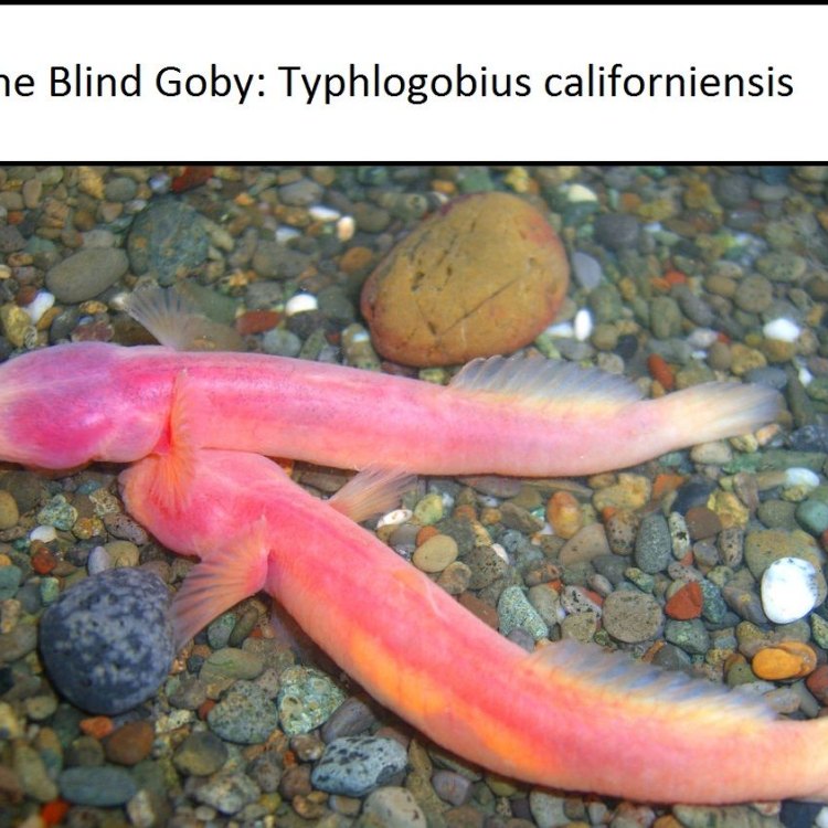 Blind Goby