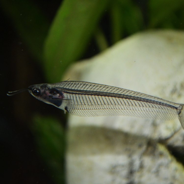Glass Catfish