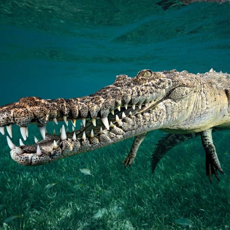Crocodile Shark
