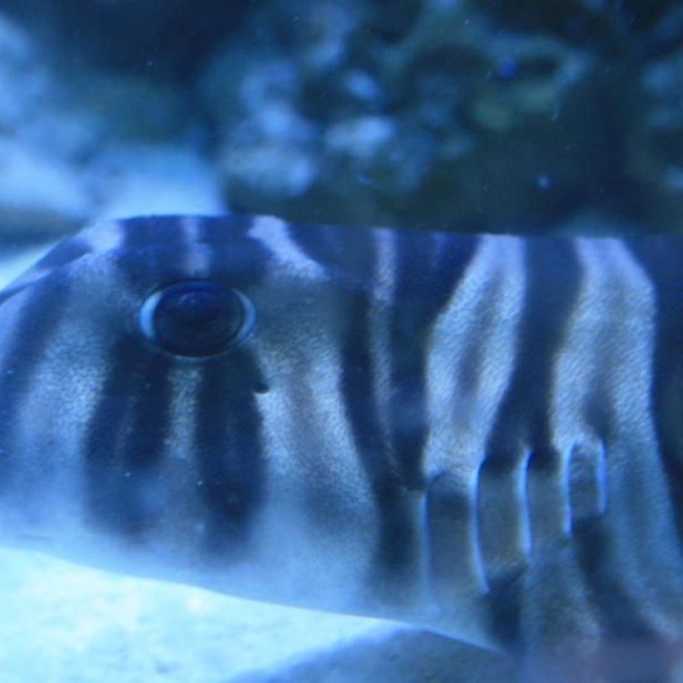 Zebra Bullhead Shark
