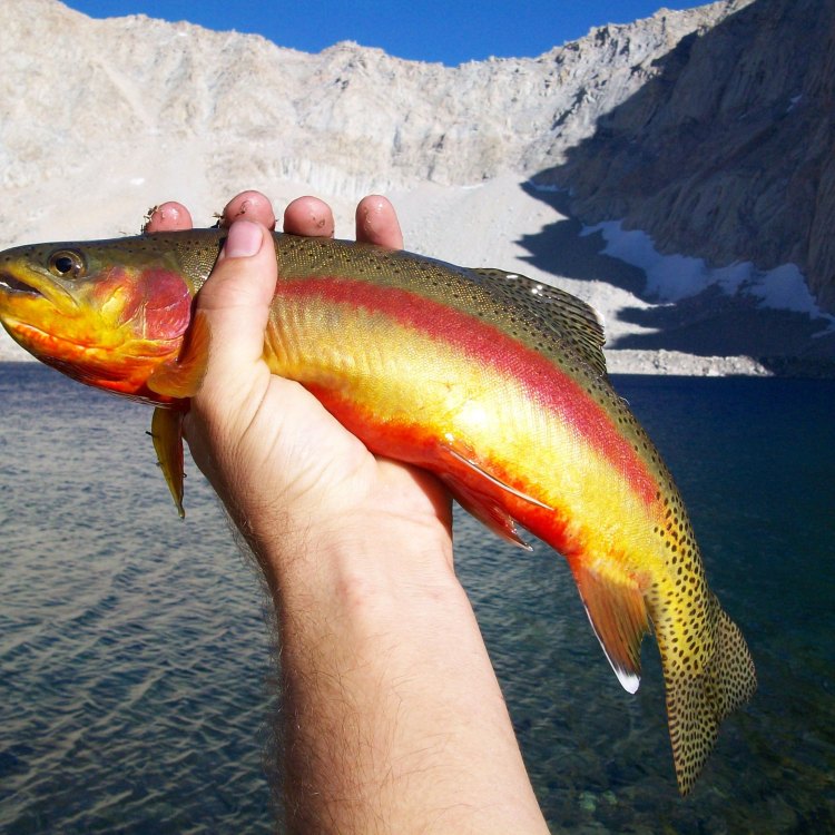 Mexican Golden Trout