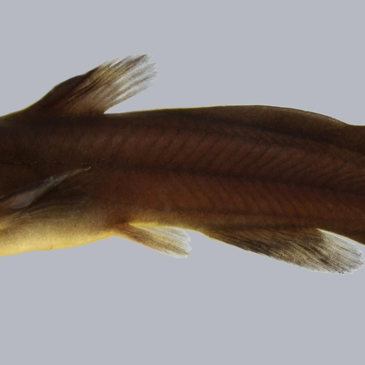 Tadpole Fish