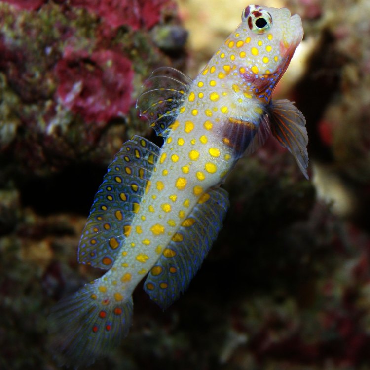 Two Spotted Goby