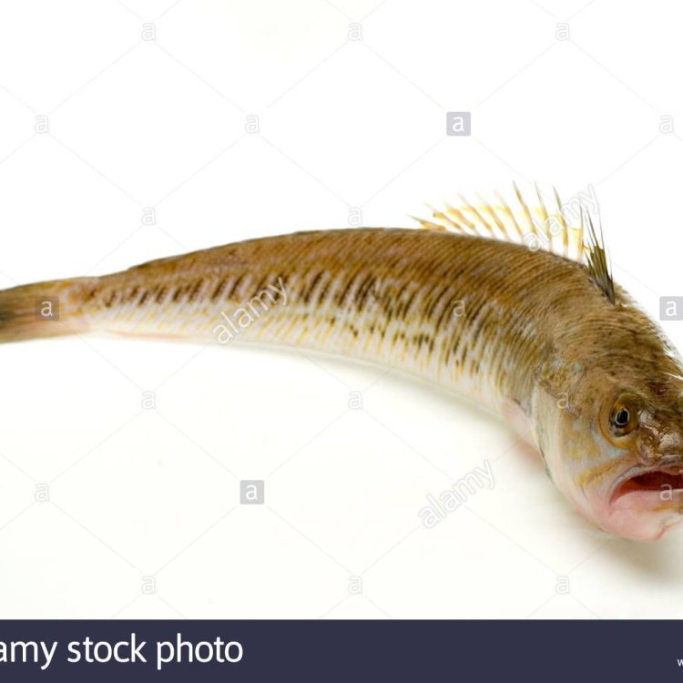 Weeverfish