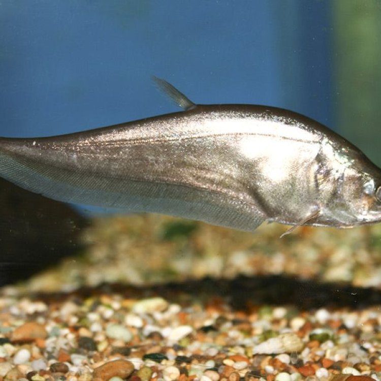 Bluntnose Knifefish