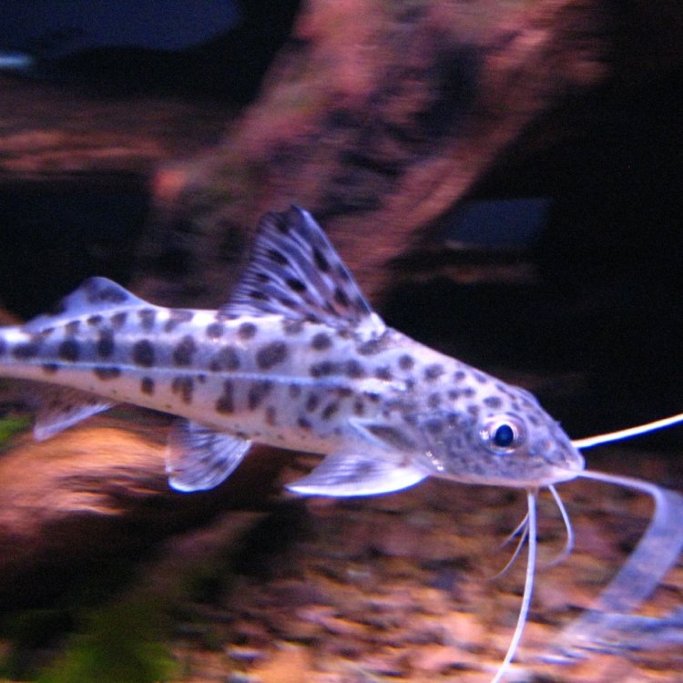 Parasitic Catfish