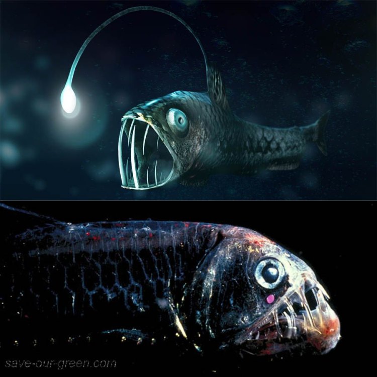 Pacific Viperfish