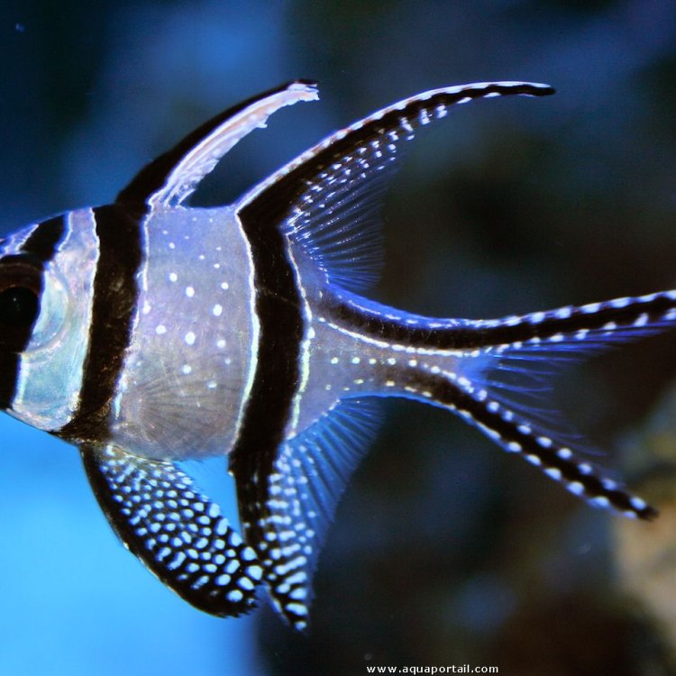 Deepwater Cardinalfish