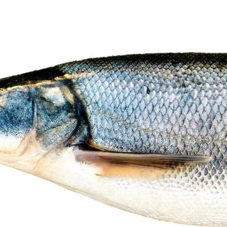 Northern Squawfish