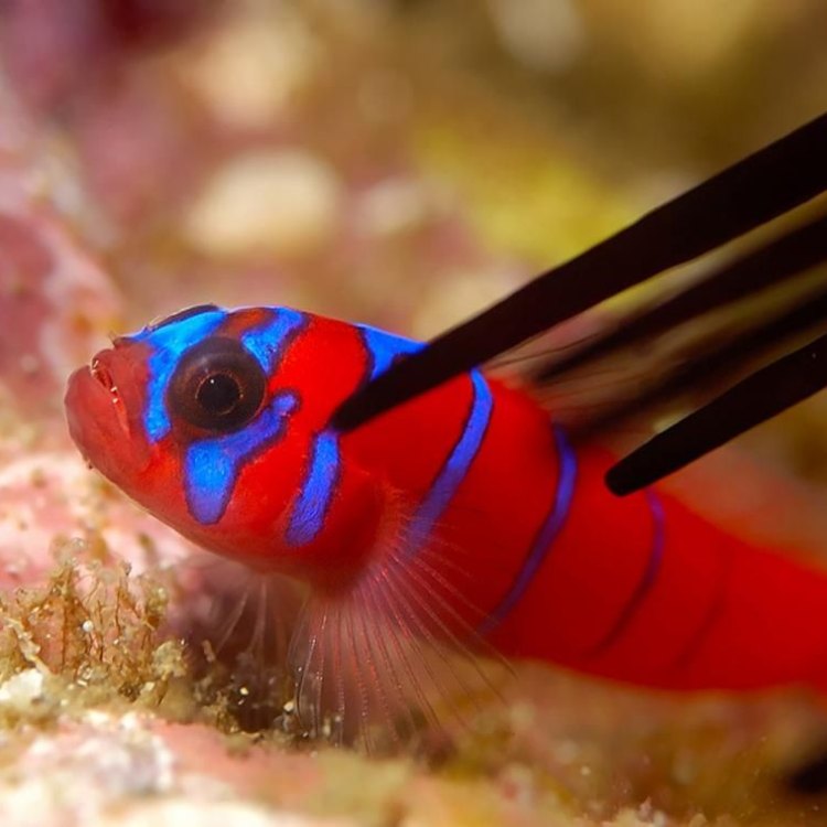 Burrowing Goby