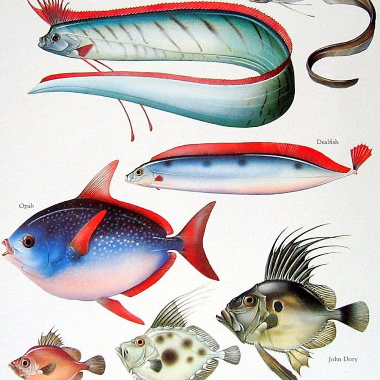 Dealfish