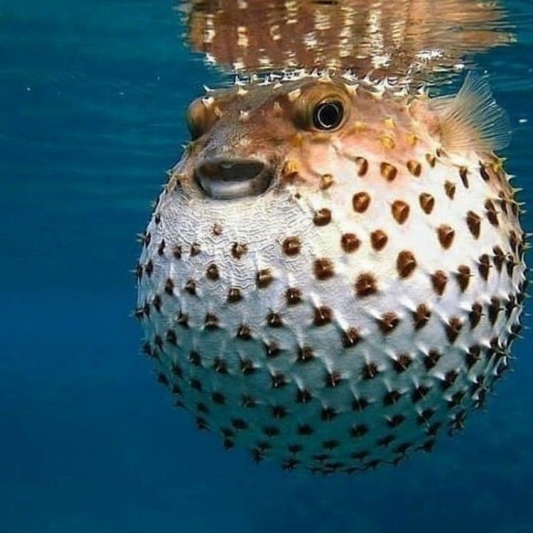 Three Toothed Puffer