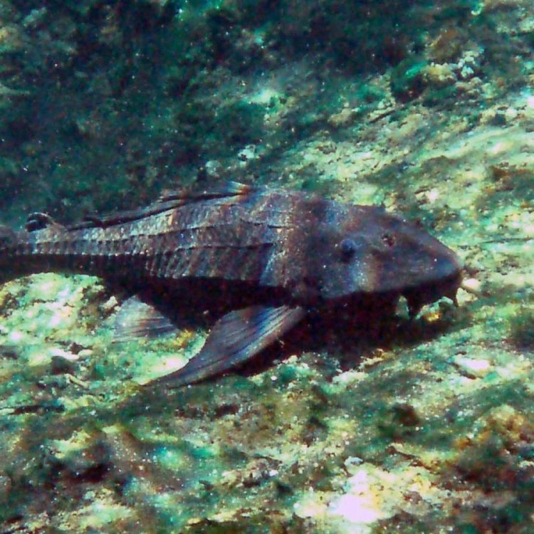 Armorhead Catfish