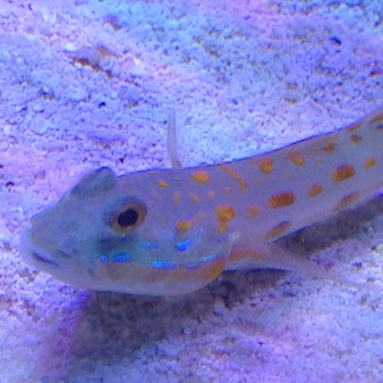 Sand Goby