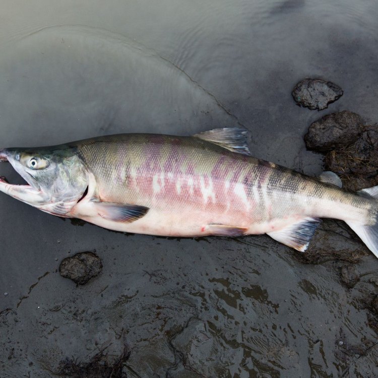 The Magnificent Chum Salmon: A Marvel of Nature's Ingenuity