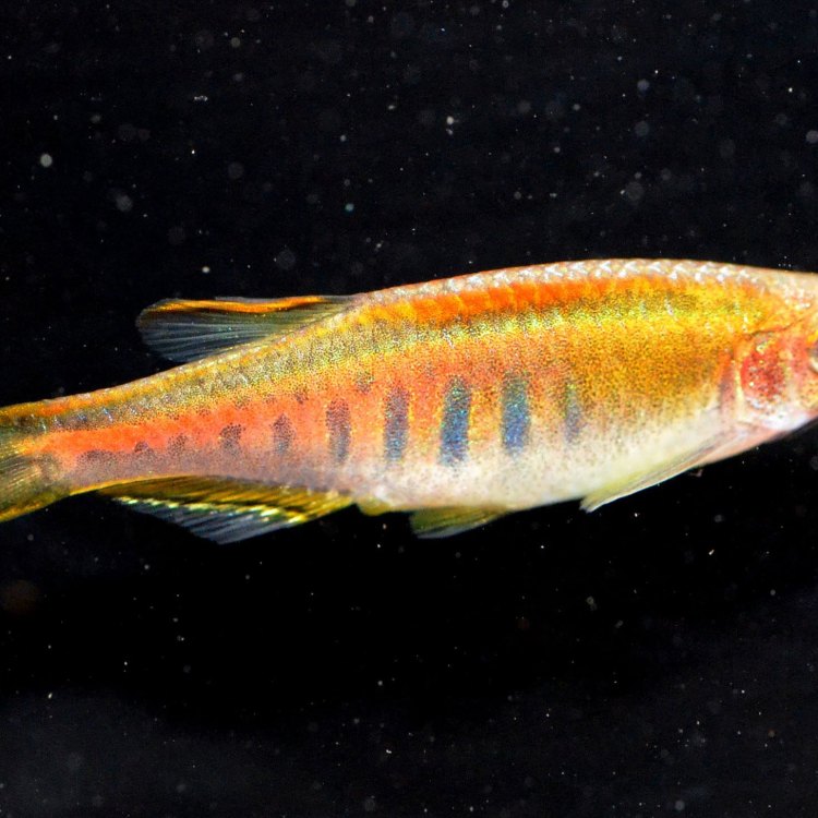 The Adorable Danio Fish: A Small but Mighty Wonder of Freshwater Habitats