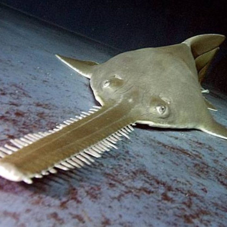 The Unique and Fascinating Sawfish: A Predatory Fish with a Lethal Weapon