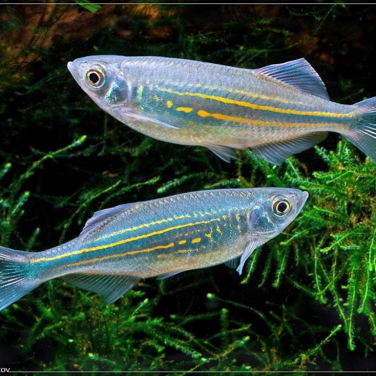 The Marvelous Sind Danio: A Small Wonder from the Sindh River