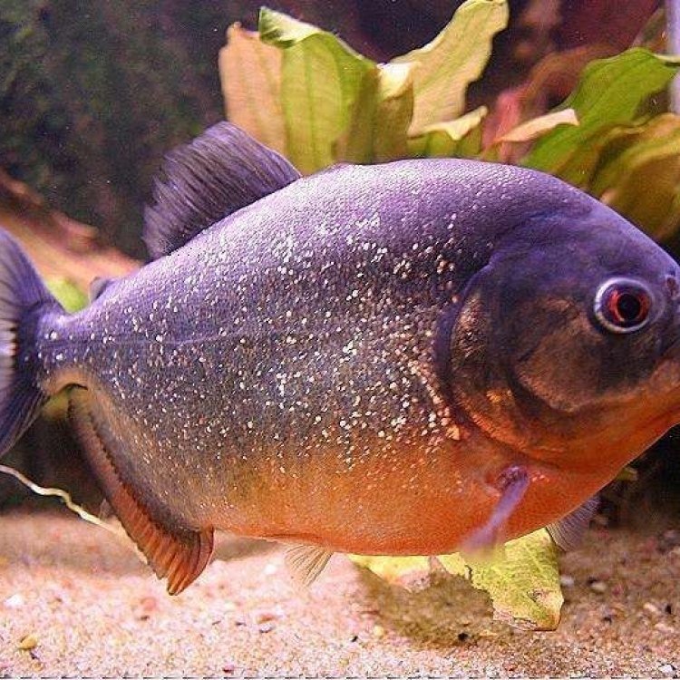 Fierce and Fascinating: The Mysterious World of Piranhas