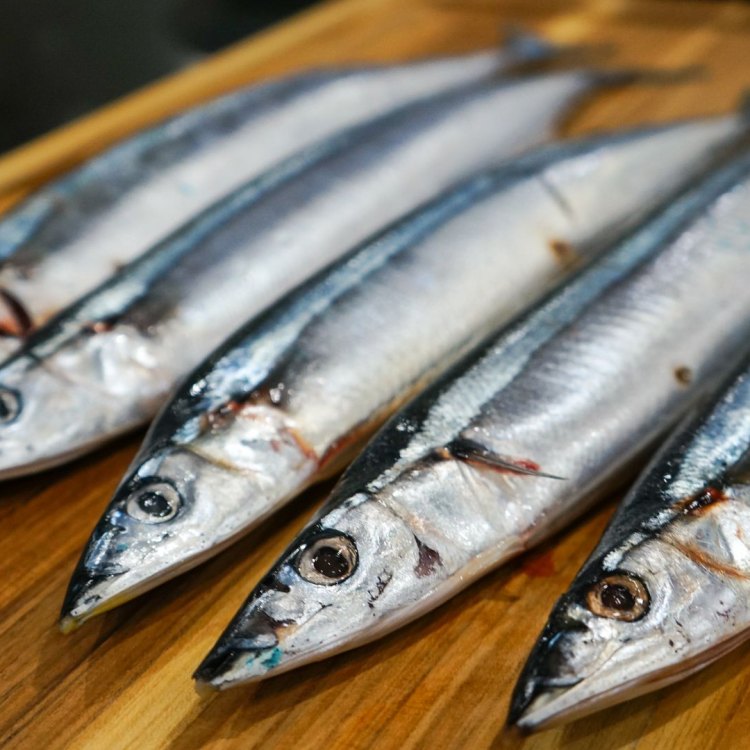 Pacific Saury: The Mighty Migratory Fish of the Pacific Ocean