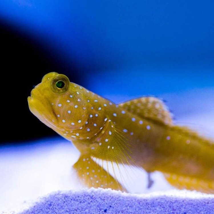 The Incredible Blind Goby: A Fish with Unique Adaptations and Behaviors